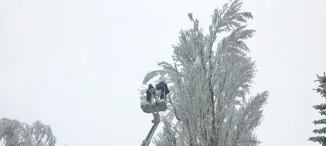 Fakivágási engedély