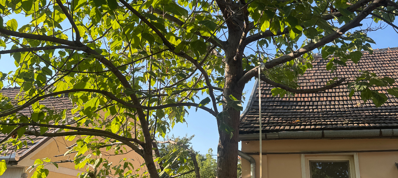 Mikor kell metszeni a fákat?