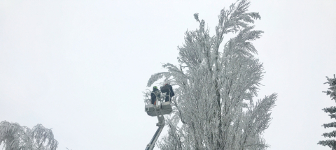 Fakivágási engedély