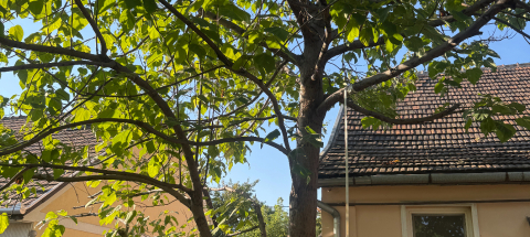 Mikor kell metszeni a fákat?