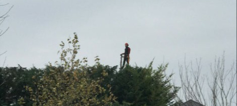 Visszavágtuk Telki egyik legszebb Leyland ciprus sövényét