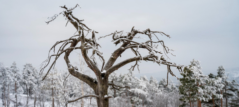 Miért olcsóbb a fakivágás télen? Szakmai titkok, amit kevesen mondanak el!