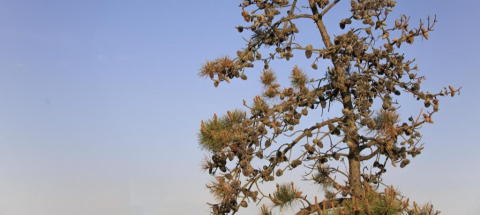 Miért pusztulnak a feketefenyők Érden?