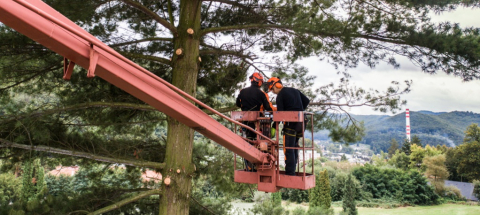 Melyik az olcsóbb? Az alpin vagy emelőkosaras fakivágás?