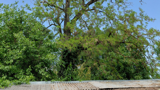 Veszélyes fakivágás alpintechnikával - Ráckeve, Angyali-sziget