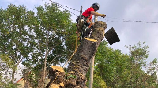 Fakivágás Alpintechnikával Pátyon