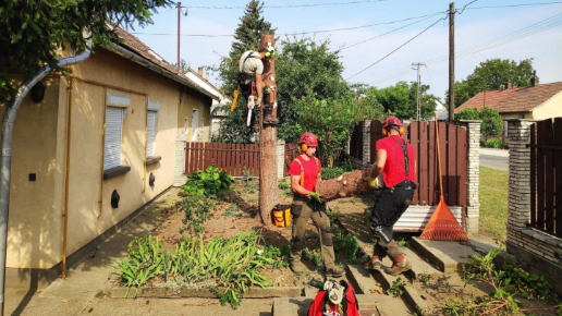 Fakivágás Tatabánya