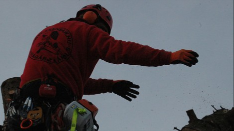 Beteg fenyőfa kivágása Gyermely