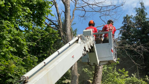 Veszély fakivágás Kosaras Emelővel Budakeszi