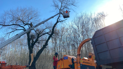 Fakivágás Kosaras Emelővel (NBS Kft. Alsónémedi)