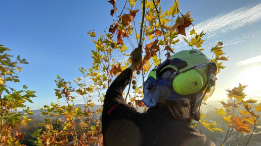 Faápolás, gallyazás Biatorbágy