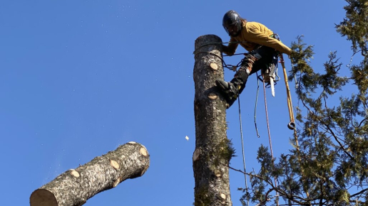 Óriás fenyők kivágása – Bajna