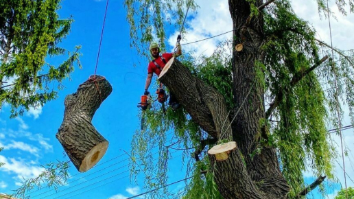 Fakivágás Alpintechnikával Alcsútdoboz