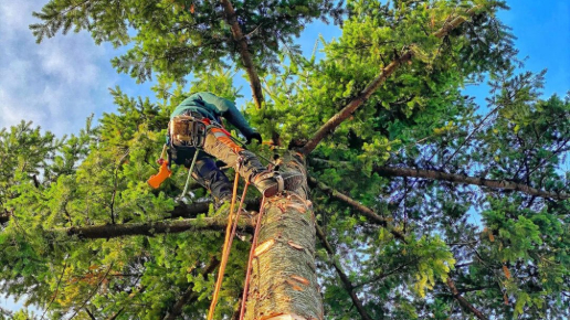 Fakivágás Velence és környékén