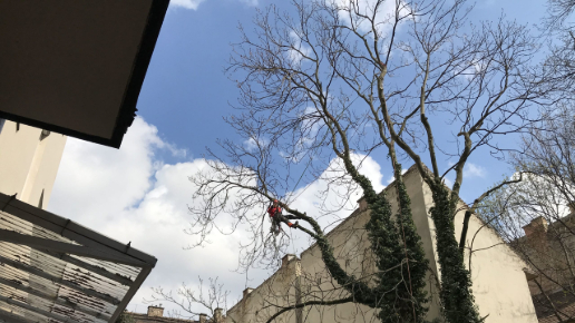 Faápolás, gallyazás Budapest