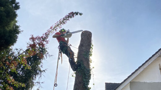 Fakivágás Budapest II. kerület