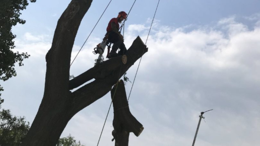 Japán akác biztonságos eltávolítása - Puskás stadion