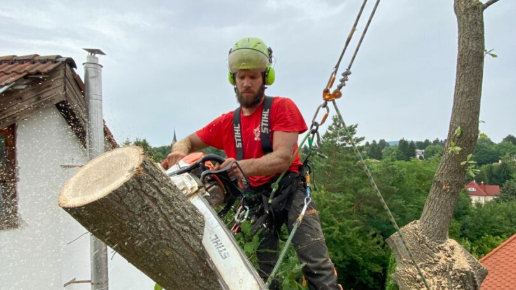 Veszély fakivágás Kosaras Emelővel és alpintechnikával Budapest 2. kerület