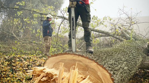 Fakivágás Perbál (ÉDV Zrt.)