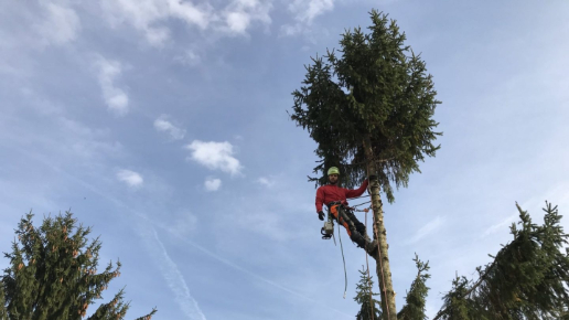 Fenyőfa kivágás Tinnye