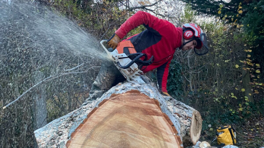 Fakivágás Veszprém