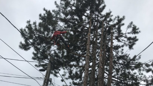 5 törzsű fenyő kivágása Telki