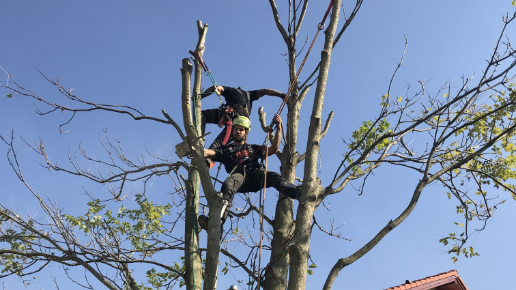 Alpin-technikás fakivágás Telki