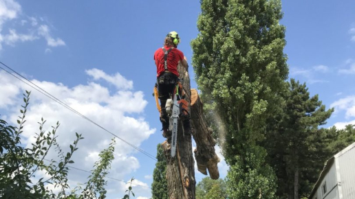 Nyárfák kivágása Székesfehérvár