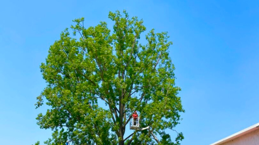 Fakivágás, Faápolás Budapest 15. kerület