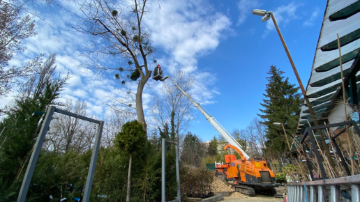 Fakivágás Kosaras Emelővel (Oázis Kertészet Budapest)