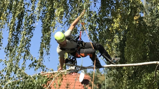 Fakivágás Székesfehérvár