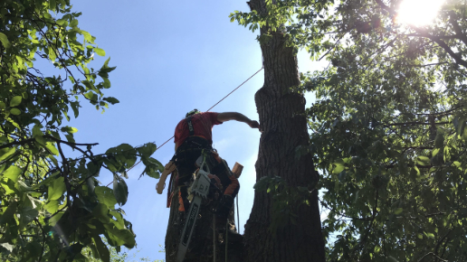 Fakivágás Budajenő