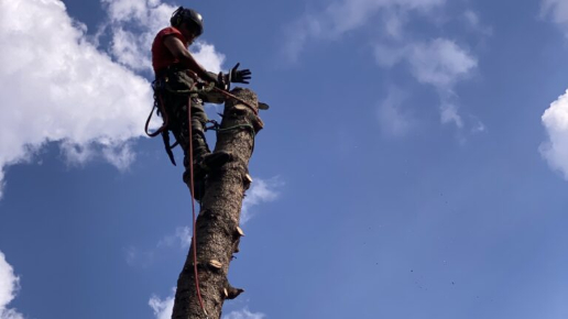 Szuper Selyem: Fakivágás Alpintechnikával Zugló
