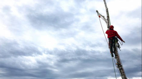 Fakivágás Biatorbágy