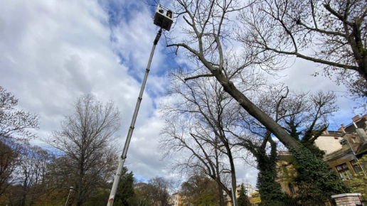 Faápolás, gallyazás Budapest 12. kerület