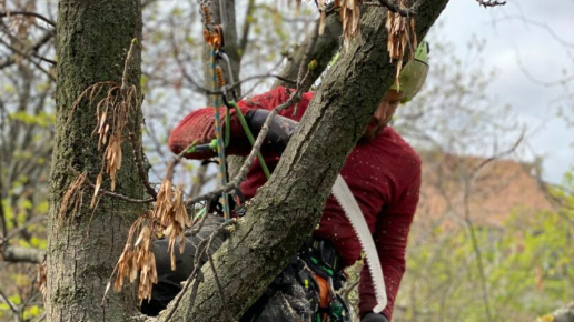 Fakivágás, Faápolás Budapest 12. kerület