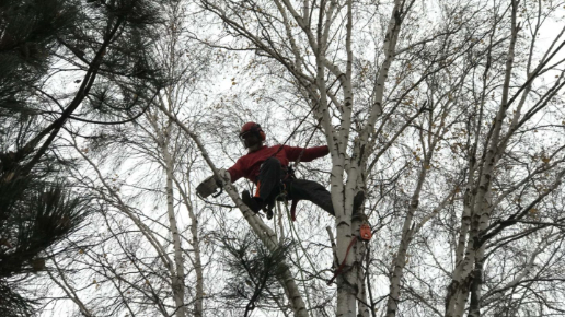 Faápolás, gallyazás Érd