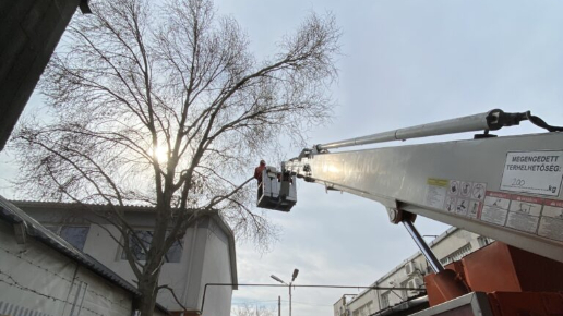Fakivágás daruzással Újpesten
