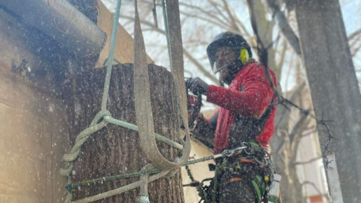 Fakivágás daruzással Újpesten