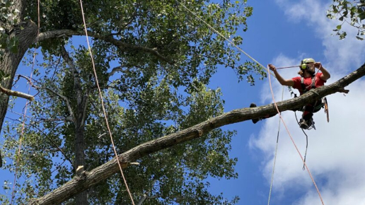 Fakivágás alpintechinkával és kosarasemelővel Dömsödön