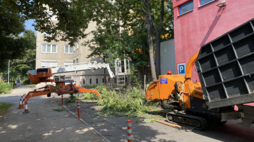 Faápolás, gallyazás Budapest 11. kerület