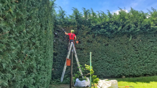 Sövénynyírás Budapesten és környékén