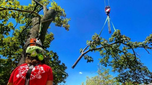 Fakivágás Daruzással Budapest 22. kerület