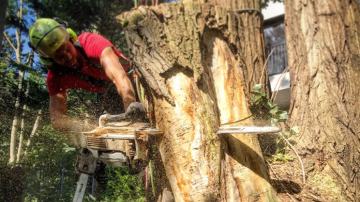 Fakivágás Budapest 12. kerület