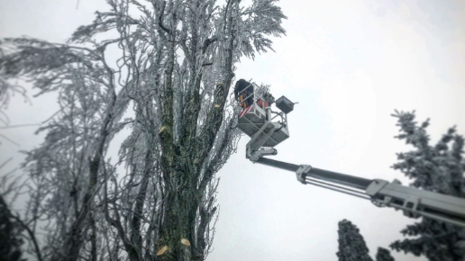 Fakivágás Kosaras Emelővel Érd