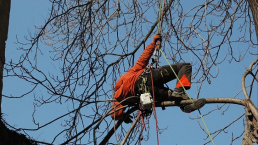 Fakivágás Budapest 1. kerület