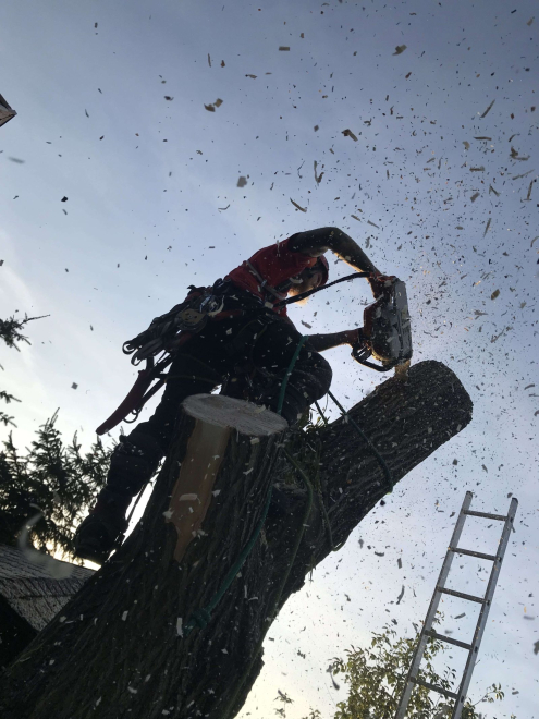 Alpin Favágás Mocsa