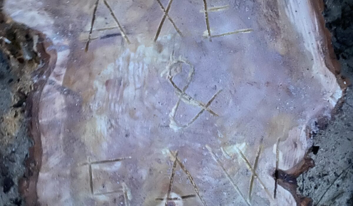 Alpin favágás Veszprém