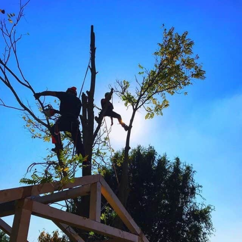 Alpin-technikás fakivágás Telki