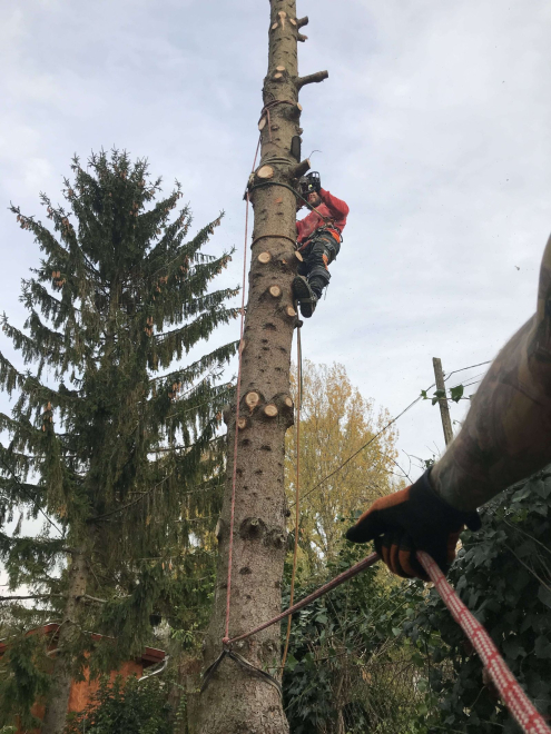 Alpintechnikás fakivágás Tinnye